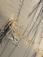 Swallenia alexandrae