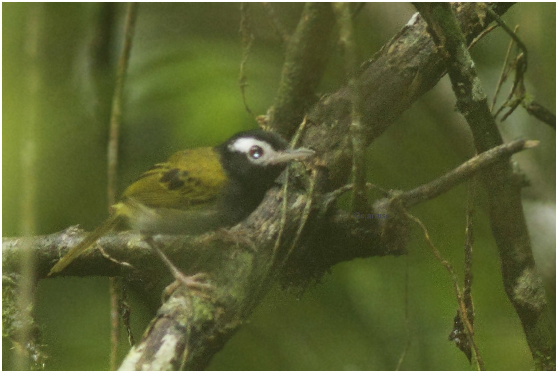 White-browed Tailorbird illustration