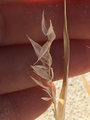 Swallenia alexandrae