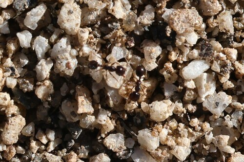 Pheidole xerophila photo 5