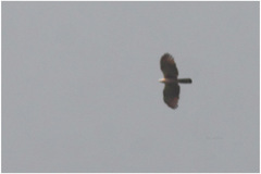 Accipiter trivirgatus