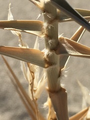 Swallenia alexandrae