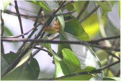 Bolbopsittacus lunulatus