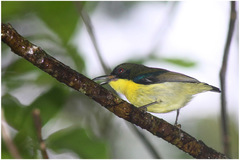 Aethopyga pulcherrima