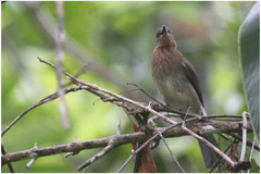 Hypsipetes philippinus