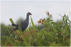 Porphyrio pulverulentus