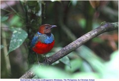 Erythropitta erythrogaster