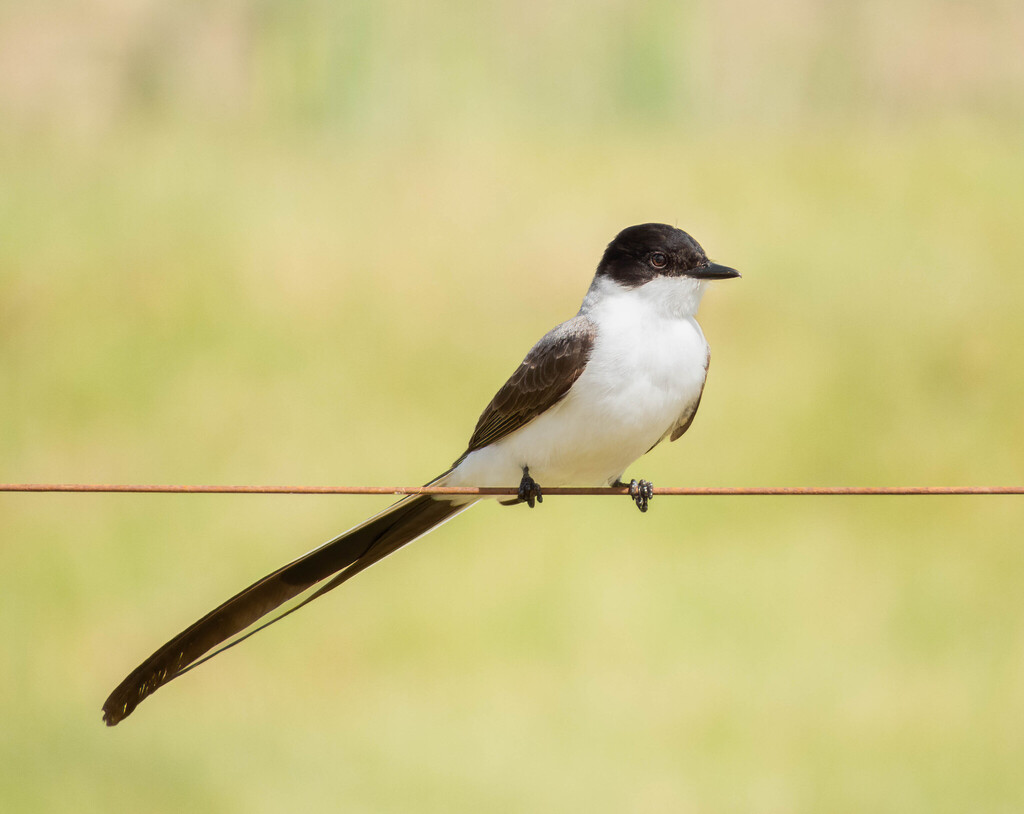 Fork-Tailed Flycatcher