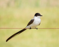Fork-Tailed Flycatcher photo 2