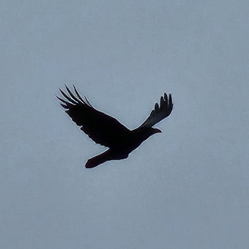 Common Raven photographed in Texas