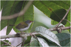 Orthotomus frontalis