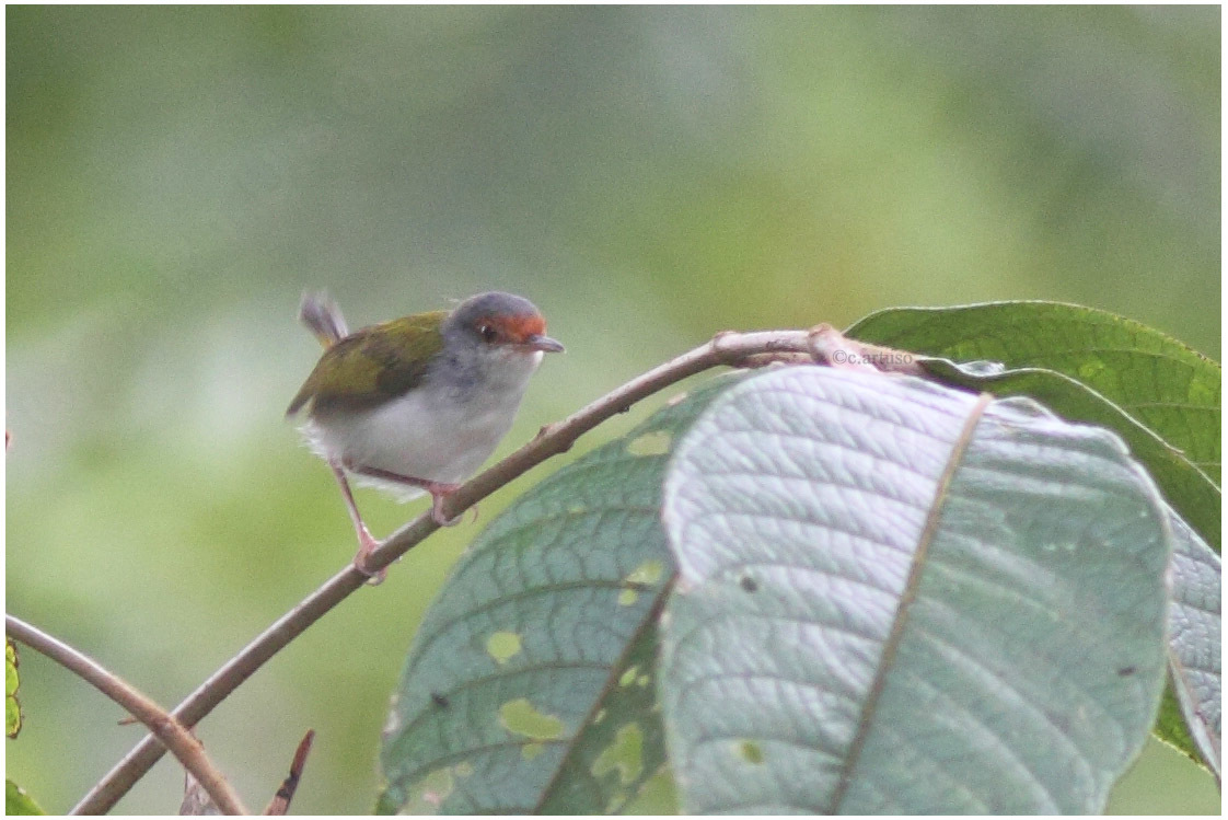 Rufous-fronted Tailorbird illustration