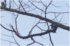 Todiramphus winchelli