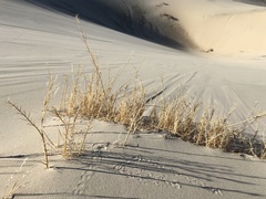 Swallenia alexandrae
