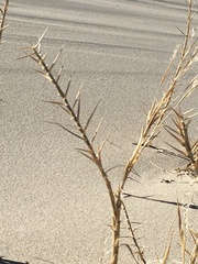 Swallenia alexandrae