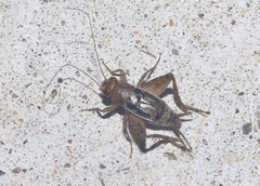 Neonemobius mormonius