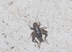 Neonemobius mormonius