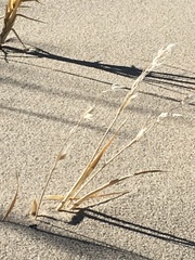 Swallenia alexandrae