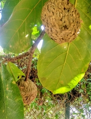 Sceliphron coromandelicum