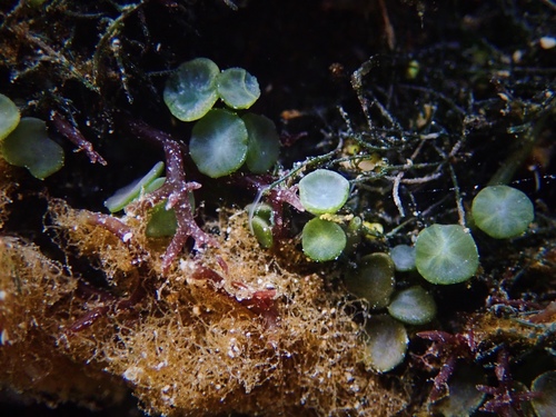 Caulerpa nummularia