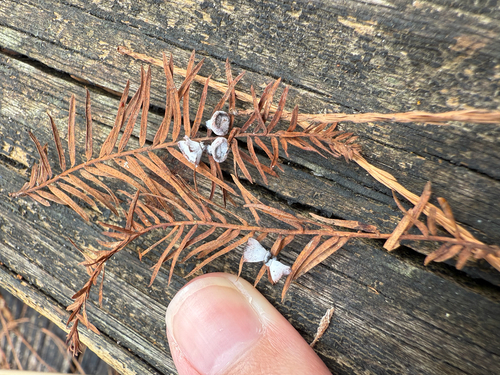 Unknown species found near Natural Area Dr, Gainesville, FL, US