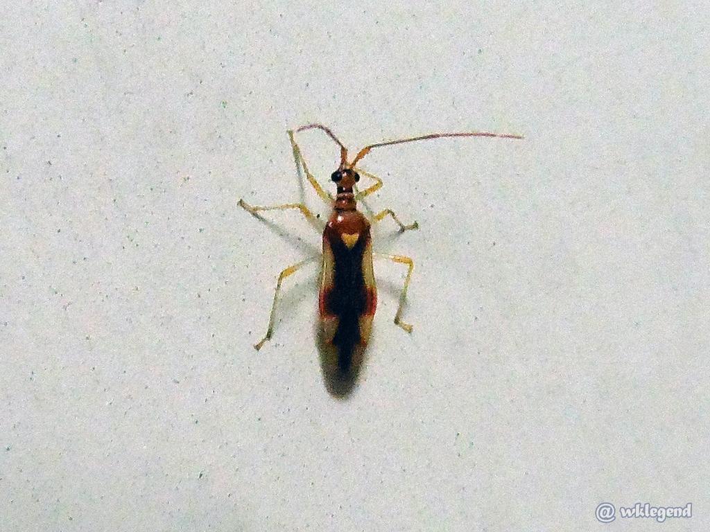 Mansoniella shihfanae