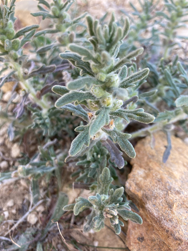 Southern Bugle