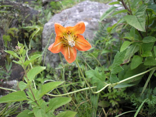 Caiophora lateritia (Caiophora lateritia)
