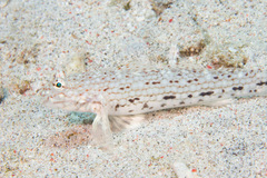 Istigobius decoratus
