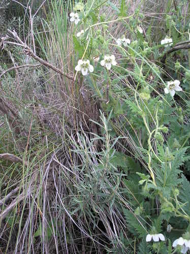 Caiophora clavata (Caiophora clavata)