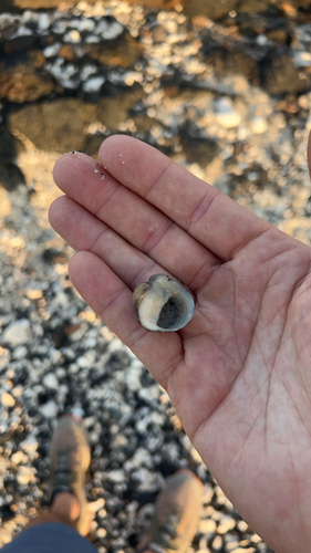 Neripteron cariosum observed 2025-12-01