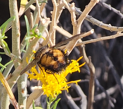 Unknown species found near 1 Zion National Park, Springdale, UT 84767, USA
