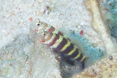 Amblyeleotris wheeleri