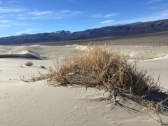 Swallenia alexandrae