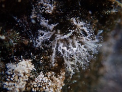 Miniacina