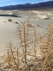 Swallenia alexandrae