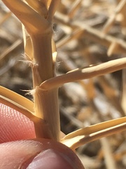 Swallenia alexandrae