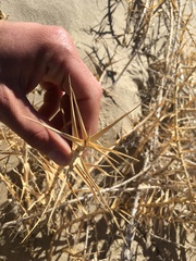 Swallenia alexandrae