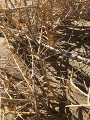 Swallenia alexandrae