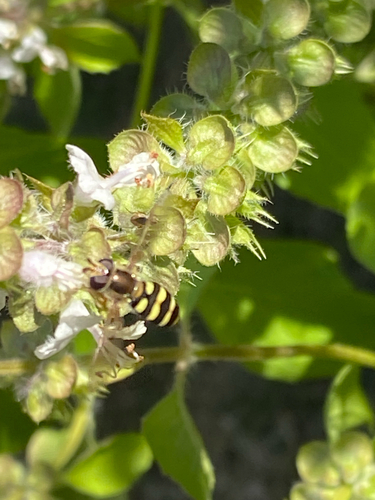 Unknown species found near S Alma School Rd, Chandler, AZ, US