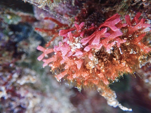 Dichotomaria marginata observed 2020-01-13