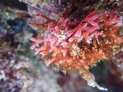 Dichotomaria marginata