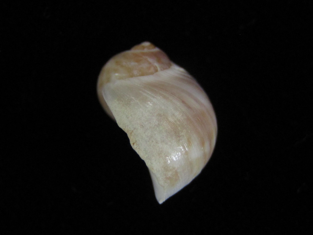 Notocochlis cernica