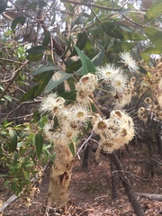 Angophora floribunda
