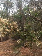 Angophora floribunda