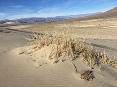 Swallenia alexandrae