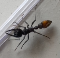 Myrmecia mandibularis