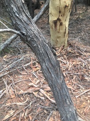 Angophora floribunda
