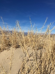 Swallenia alexandrae