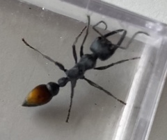 Myrmecia mandibularis